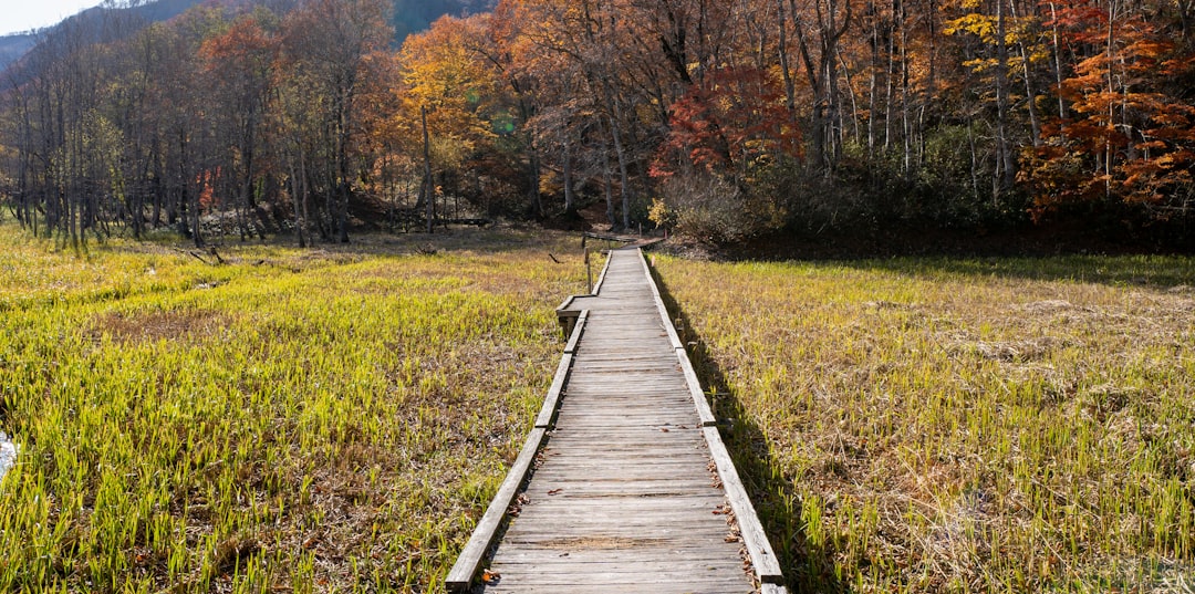 brown-wooden-pathway-between-green-grass-field-during-daytime-rhastqo7fso